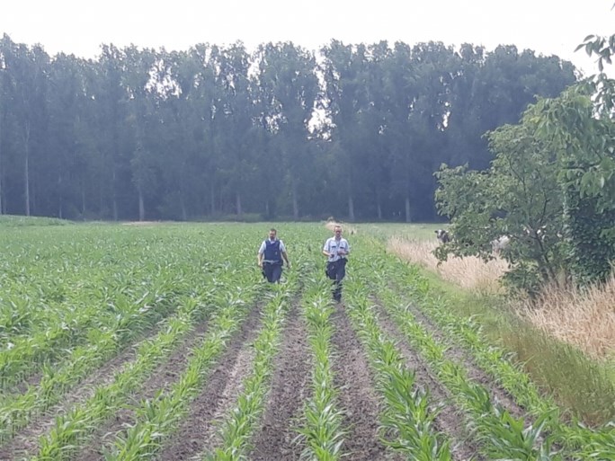 Na urenlange zoektocht: verwarde man met 5-jarig dochtertje gezond teruggevonden