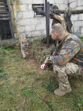 Klopjacht op Poolse oud-militair die zich met poema verschanst in bos: “Dit is geen speelgoed”