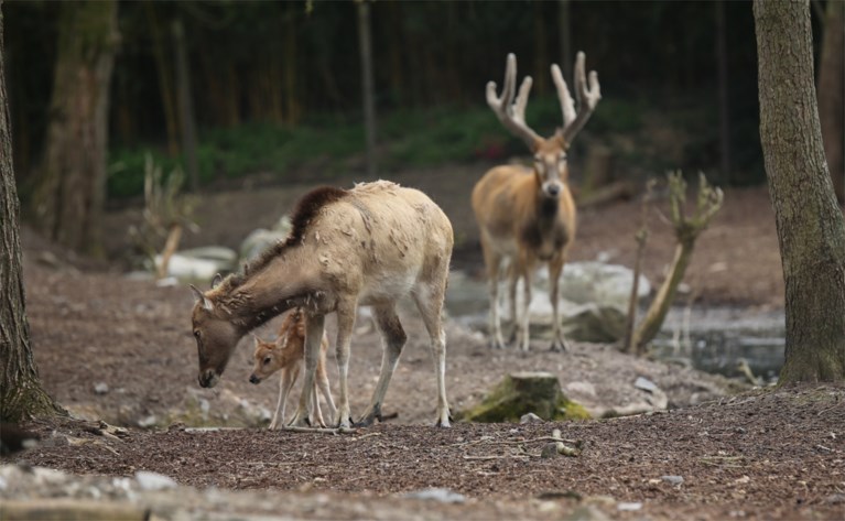 Geboorte van een in het wild uitgestorven hertensoort in Pairi Daiza