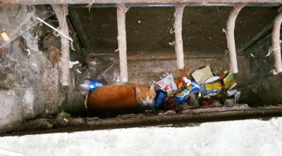 Politie Bevrijdt Kat Uit Keldergat Sint Niklaas Het Nieuwsblad Mobile