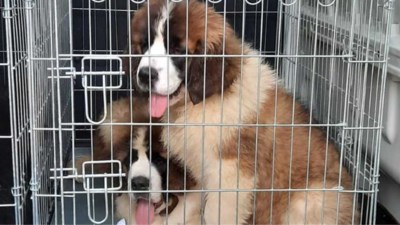 Meer Dan Dertig Verwaarloosde Honden Katten En Vogels Gered Het Nieuwsblad Mobile