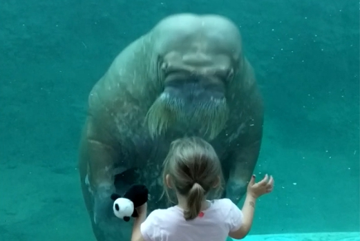 Meisje in Pairi Daiza krijgt lieve begroeting van walrus: beelden gaan de wereld rond