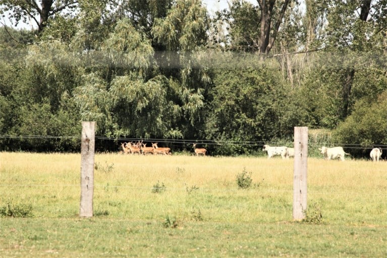 Tientallen ontsnapte edelherten zetten dorp op stelten