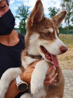 Federale politie redt puppy uit snikhete koffer van 50 graden: “Eigenaars waren kwaad op ons, maar het dier is in beslag genomen”