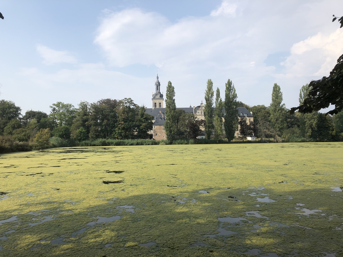 Vijver Abdij van Park kleurt volledig groen (Leuven) - Het ...