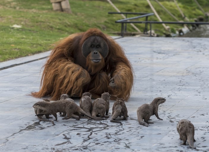 Pairi Daiza in lockdown haalt toch wereldnieuws: orang-oetans spelen met hun otter-vrienden