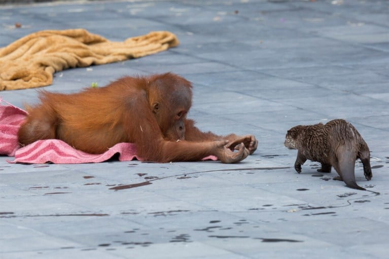 Pairi Daiza in lockdown haalt toch wereldnieuws: orang-oetans spelen met hun otter-vrienden