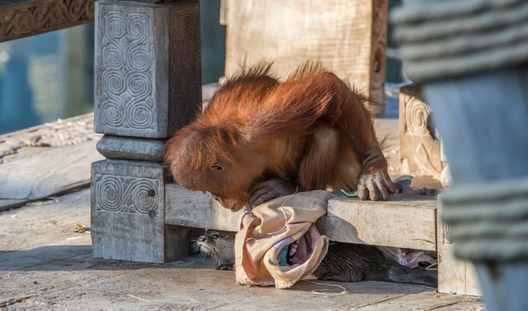 Pairi Daiza in lockdown haalt toch wereldnieuws: orang-oetans spelen met hun otter-vrienden