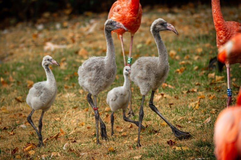 Schattig: flamingokuikens zetten hun eerste stapjes in de Antwerpse zoo en breken meteen ook een record