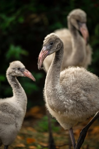 Schattig: flamingokuikens zetten hun eerste stapjes in de Antwerpse zoo en breken meteen ook een record