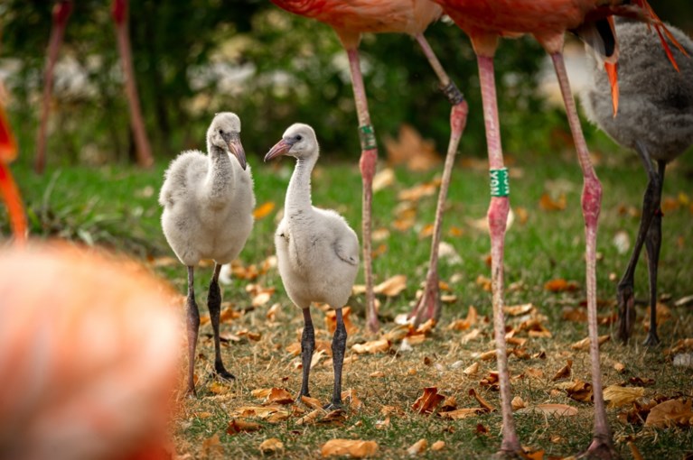 Schattig: flamingokuikens zetten hun eerste stapjes in de Antwerpse zoo en breken meteen ook een record