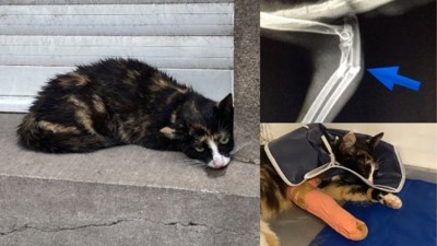 Hartverwarmend Eva Mouton Dierenarts En Crowdfunders Red Gent Het Nieuwsblad Mobile
