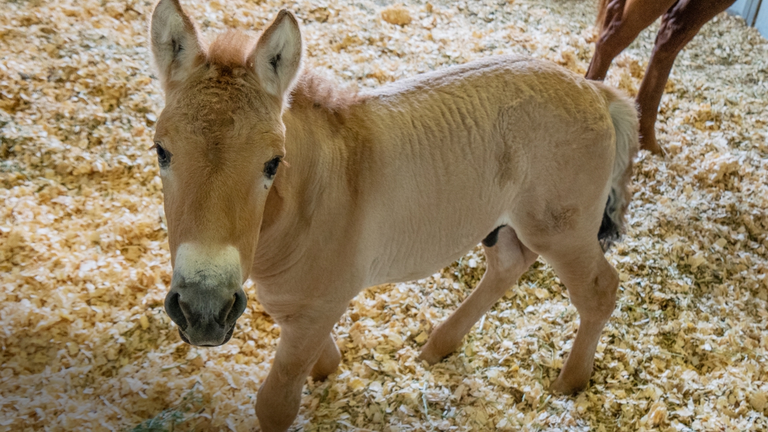 24 years after Dolly sheep, there is now a newly cloned animal and …