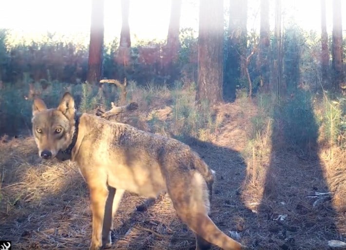 Ongerustheid na nieuwe beelden van spelende wolven: waar is het vierde welpje?