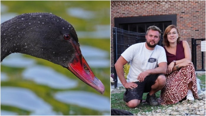 Lien (32) herkent mysterieuze zwarte zwaan in Citadelpark: “Het is onze gestolen Jeanne!”