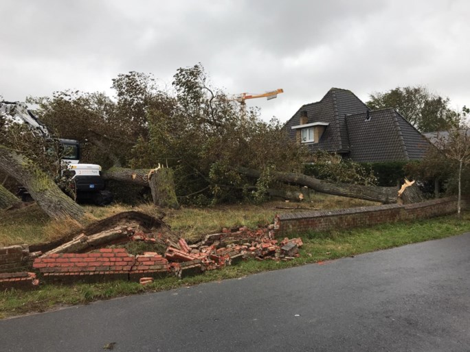 Drie grote bomen komen op villa terecht in Oostduinkerke