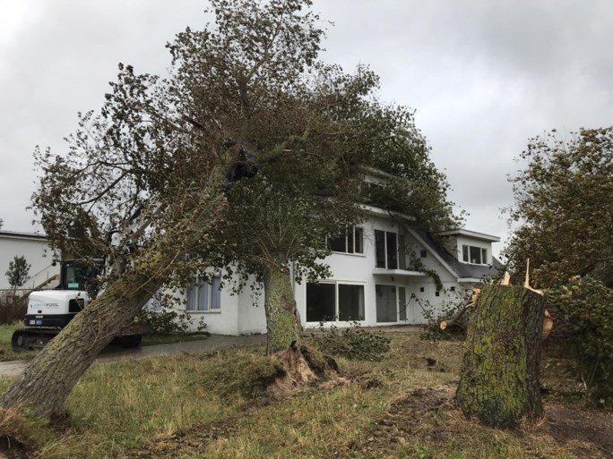 Drie grote bomen komen op villa terecht in Oostduinkerke
