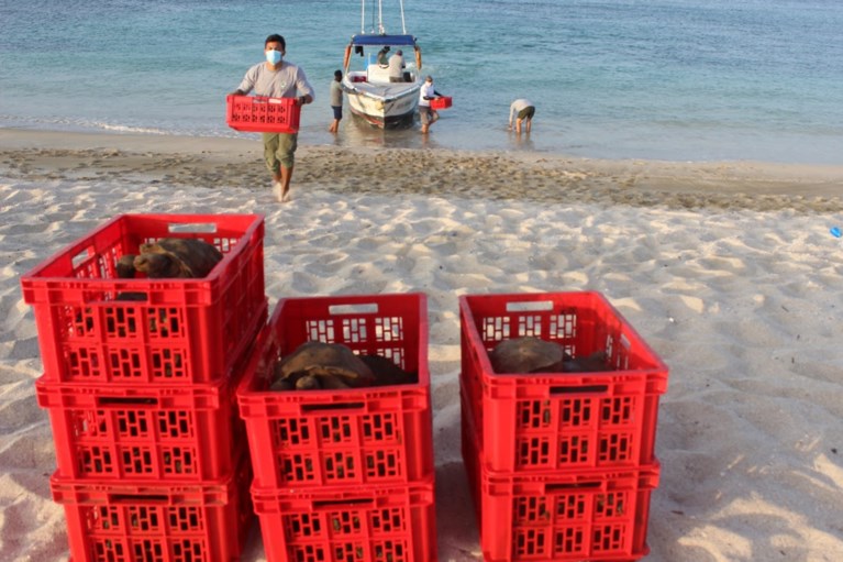 Reuzenschildpadden uitgezet op Galapagoseiland San Cristobal
