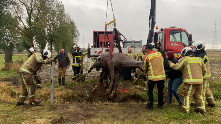 Brandweer zet zwaar materieel in om paard uit greppel te redden