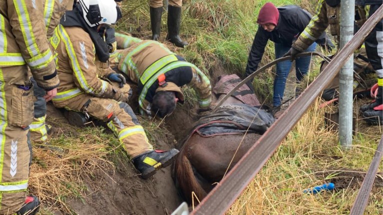 Brandweer zet zwaar materieel in om paard uit greppel te redden