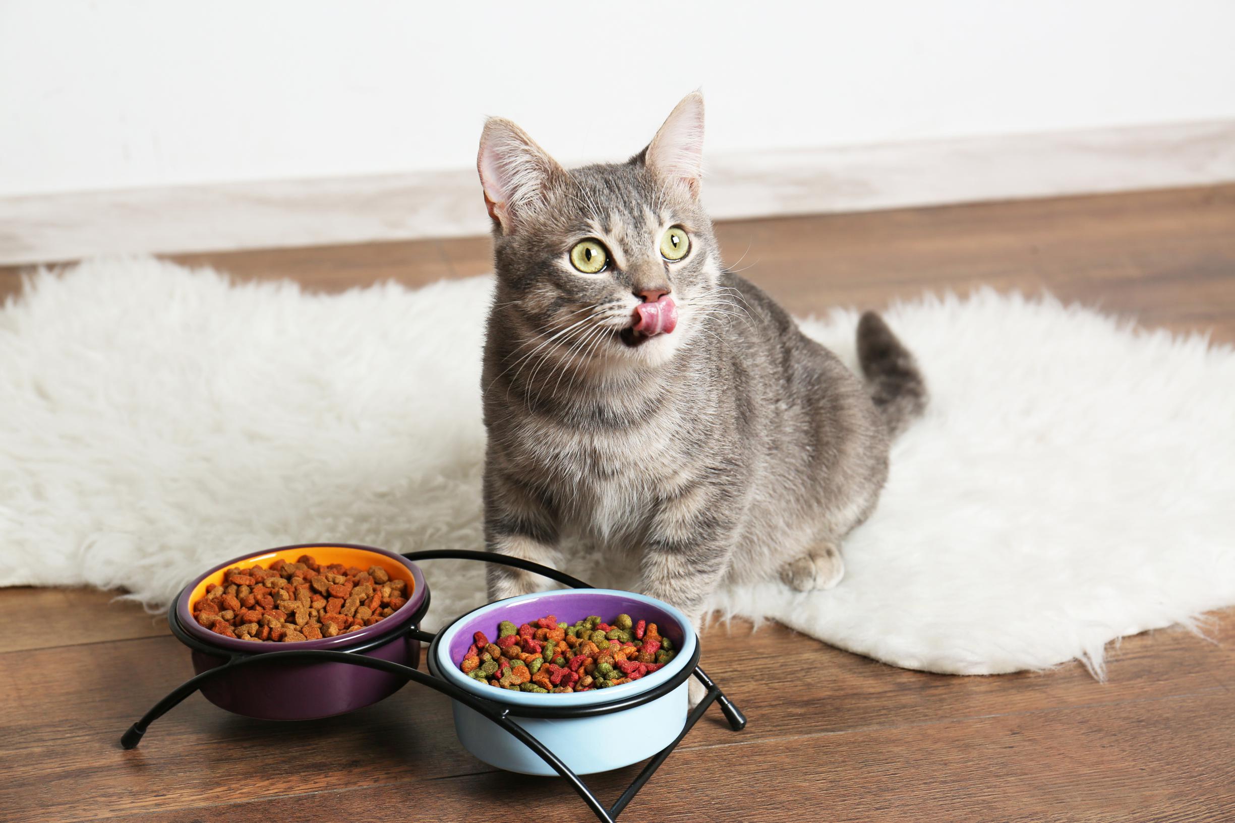 onderdelen Universiteit uitvoeren Nat of droog, wat is de beste voeding voor je kat? Een kattendiëtist geeft  antwoord | Het Nieuwsblad Mobile