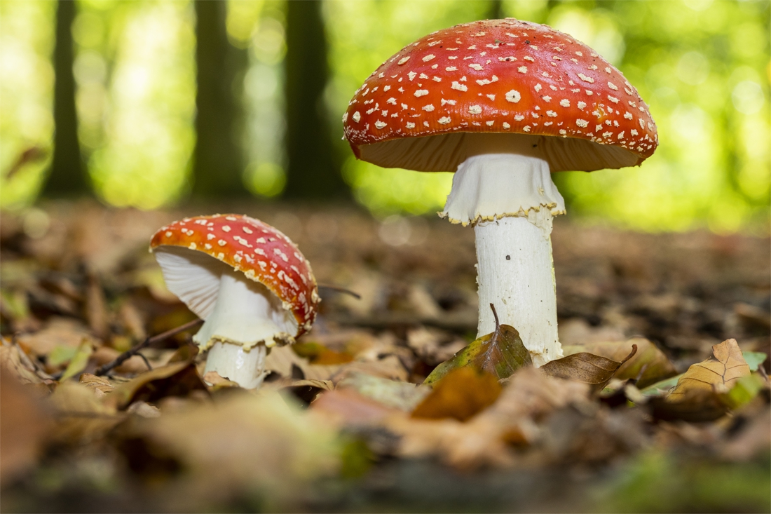 Eating mushrooms?  Buy them in the store because you pick them yourself …