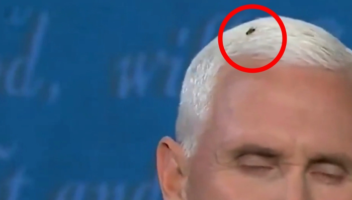 Fly steals the show during election debate between Pence and H …