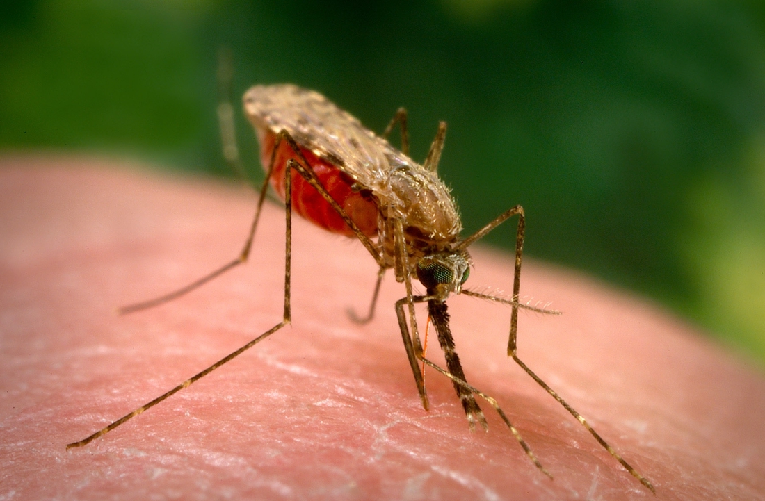 Couple in Kampenhout dies of malaria: “Only contractor … (Kampenhout)