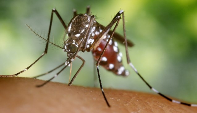 Hoe raakt een Vlaams koppel hier besmet met malaria en moeten we meer “lokale” gevallen vrezen?