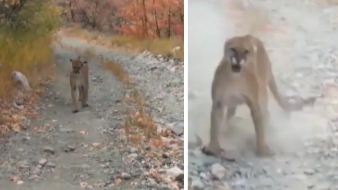 Hiker accidentally disturbs cougar with her cubs and films …