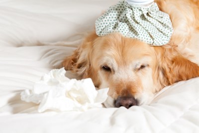 Wat Als Mijn Hond Een Snotneus Heeft Dit Zegt De Dierendokt Het Nieuwsblad Mobile