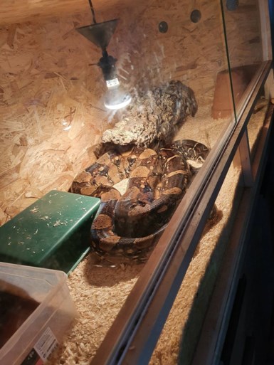Politie onderzoekt geurhinder en ontdekt slangen en andere exotische dieren