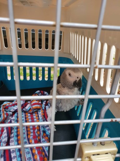 Politie onderzoekt geurhinder en ontdekt slangen en andere exotische dieren