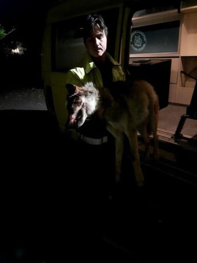 Tweede wolf doodgereden bij oversteken in Limburg: “Wellicht opnieuw een welpje”
