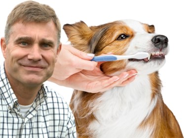 Tanden Poetsen Bij De Hond Zo Doe Je Dat Het Nieuwsblad Mobile