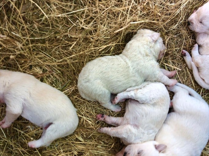 Uiterst zeldzaam: groen hondje geboren in Italië