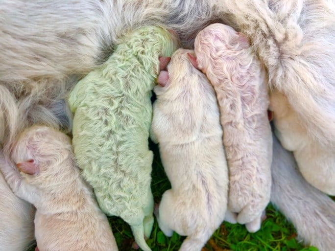 Uiterst zeldzaam: groen hondje geboren in Italië