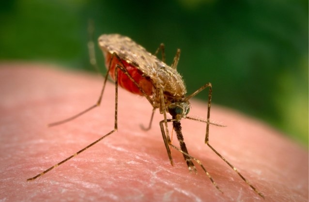 No malaria mosquitoes found in Kampenhout after couple’s death (Kampenhout)