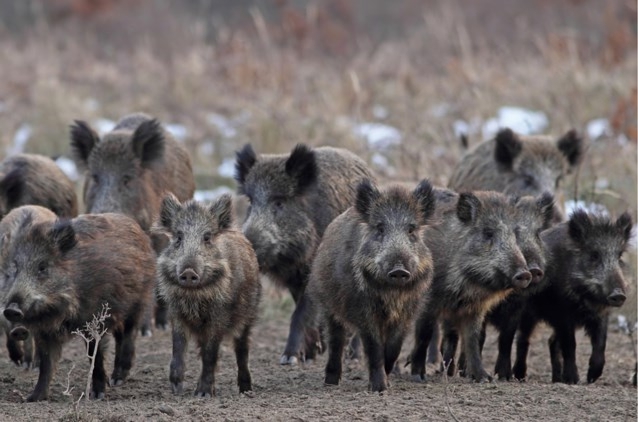 Hunters may violate curfew to “wild boar population …