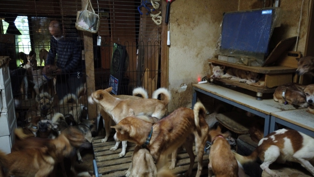 Authorities hit as many as 164 starving dogs at …