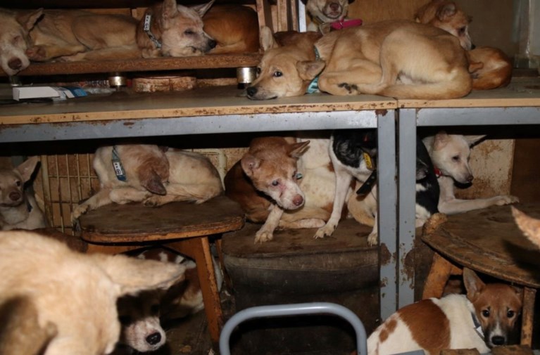 Autoriteiten Treffen Maar Liefst 164 Uitgehongerde Honden Aa Het Nieuwsblad Mobile