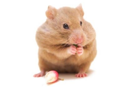 Dit Is De Meest Kindvriendelijke Hamster Maar Ze Houdt Niet Het Nieuwsblad Mobile
