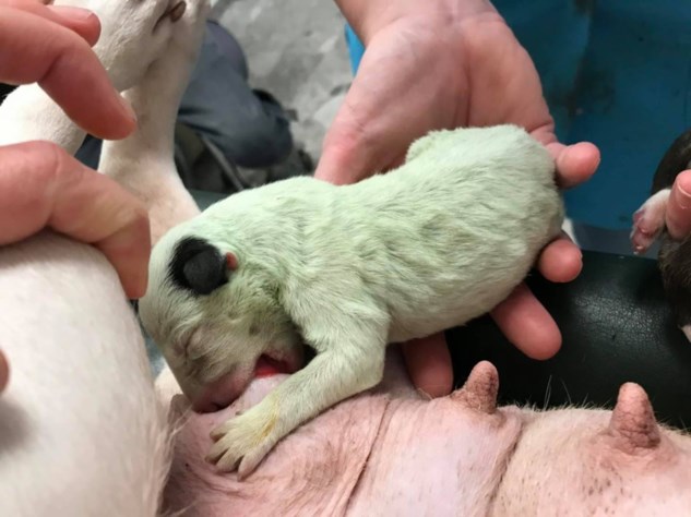 Groene Pup Geboren In Geel Het Nieuwsblad Mobile
