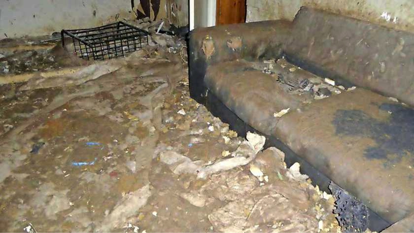 Seven neglected dogs rescued from a flat full of excrement and …