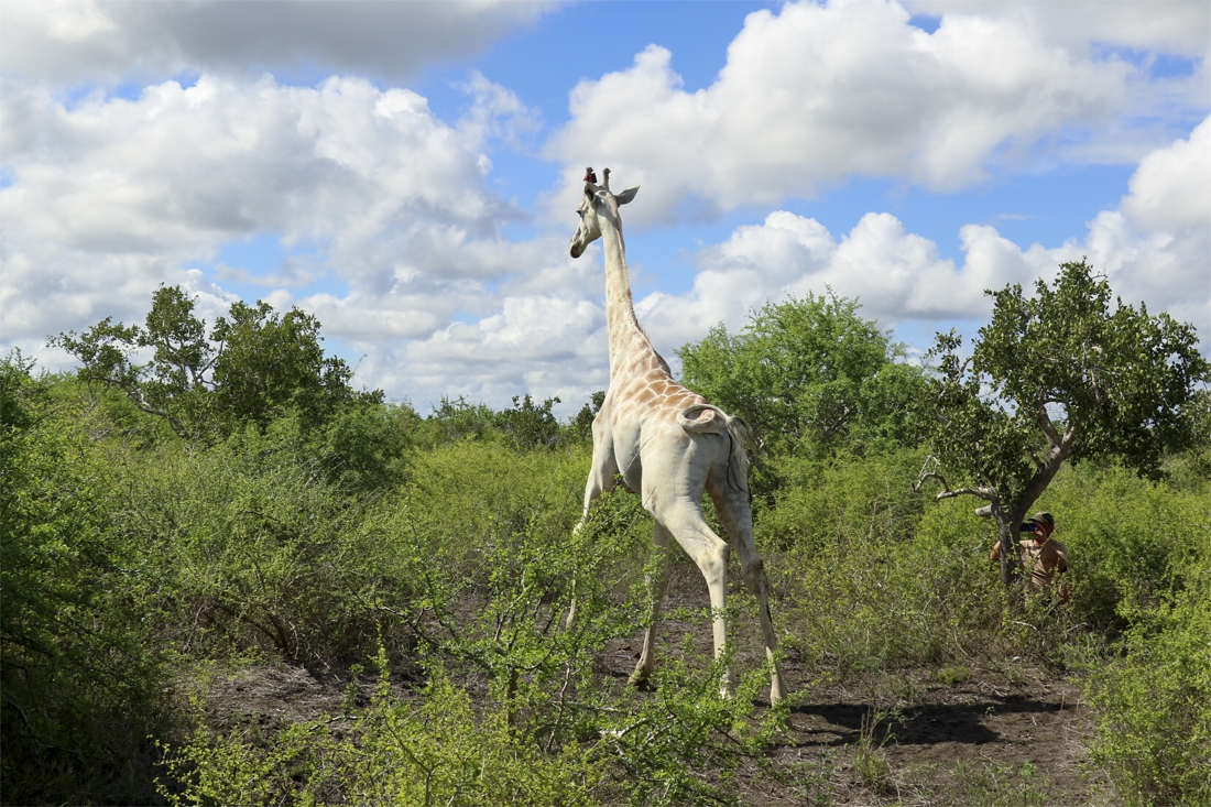 Only living white giraffe equipped with GPS as protection …