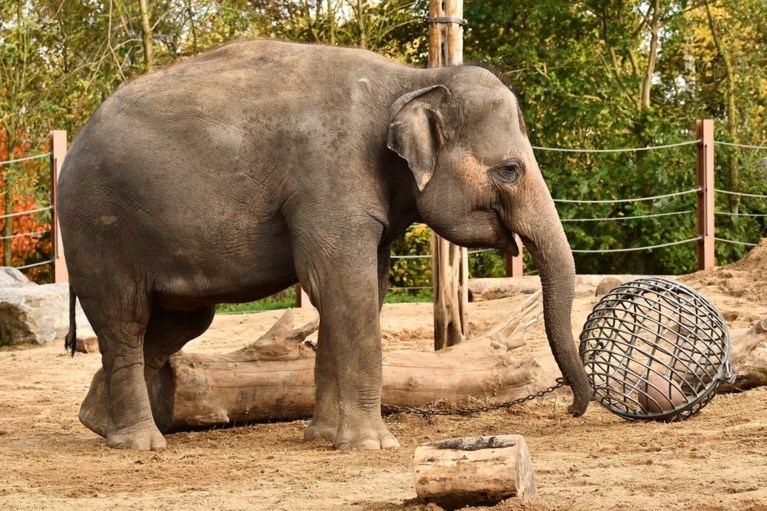 Grootste kudde van Europa wordt nog groter: opnieuw babyolifantje verwacht in Pairi Daiza