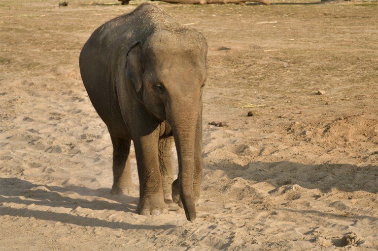 Grootste kudde van Europa wordt nog groter: opnieuw babyolifantje verwacht in Pairi Daiza