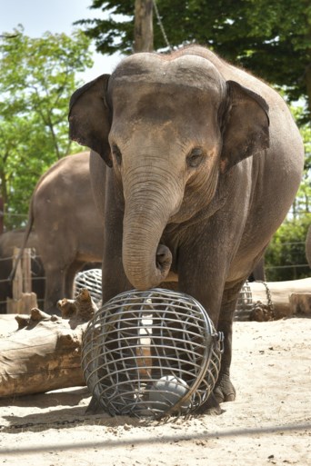 Grootste kudde van Europa wordt nog groter: opnieuw babyolifantje verwacht in Pairi Daiza