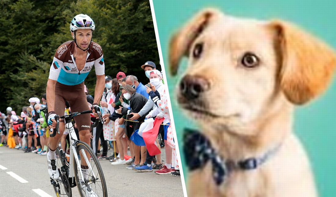 French rider is badly crashed by “cute little dog …