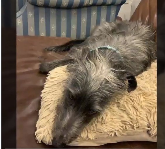 Dierenliefde op de fiets: Britse renner brengt verdwaalde hond thuis… met oortjes als leiband